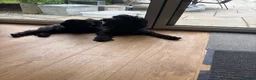 Sproodle dogs for sale: Gorgeous sproodles for sale  - Advert 1