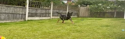 German Shepherd dogs for sale: German shepherd  in Mansfield - Advert 2