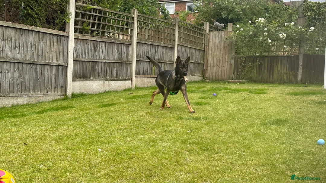 German Shepherd dogs for sale: German shepherd  in Mansfield - Advert 2