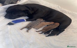 Staffordshire Bull Terrier dogs for sale: Staffordshire Bull Terrier Puppies – Rare colours - Image 18