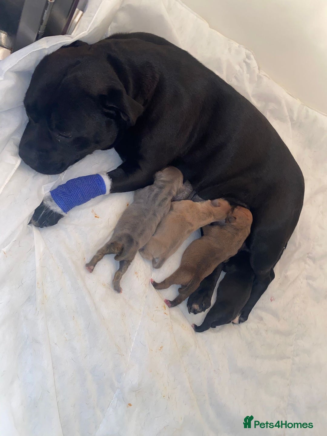 Staffordshire Bull Terrier dogs for sale: Staffordshire Bull Terrier Puppies – Rare colours - Image 18