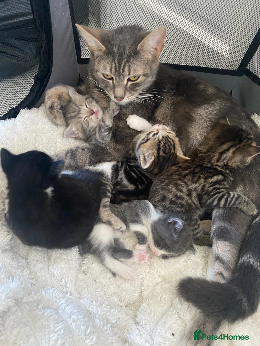 Mixed Breed cats for sale: Kittens  - Advert 1