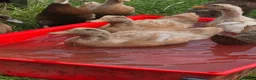 Ducks poultry for sale: Buff Orpington Ducks & Drakes - Advert 5