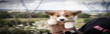 Welsh Corgi Pembroke 4
