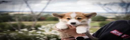 Welsh Corgi Pembroke dogs for sale:  Pembrokeshire Corgi Puppies for sale!🏡 - Advert 3