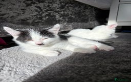 Mixed Breed cats for sale: White and black kittens - Image 21