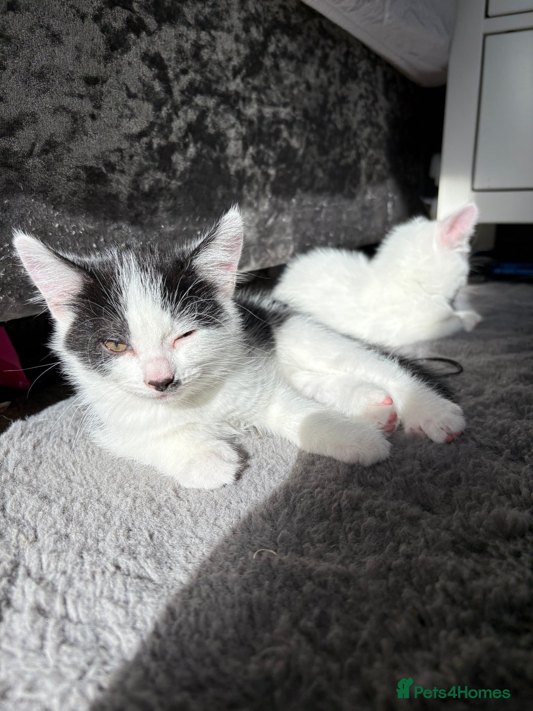 Mixed Breed cats for sale: White and black kittens - Image 21