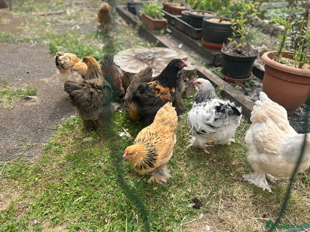 Chickens poultry for sale: Brahma  - Advert 1