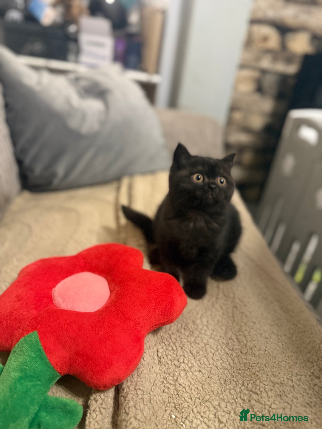 British Shorthair cats for sale: Beautiful British shorthair champion bloodlines - Image 6