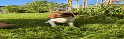 Jack Russell dogs for sale: Lilly - Jack Russel  - Advert 3