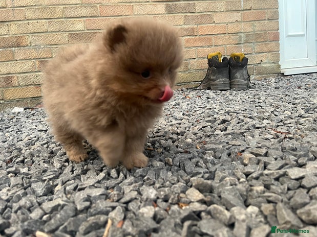 Pomeranian dogs READY TO LEAVE KC TOY MINI POMERANIAN’S 🦁 - Advert 2