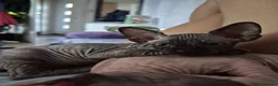 Sphynx cats for sale: Canadian sphynx kittens looking for home - Advert 10