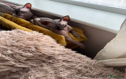 Sphynx cats for sale: 2 Sphynx Girls Ready for Forever Homes - Image 13