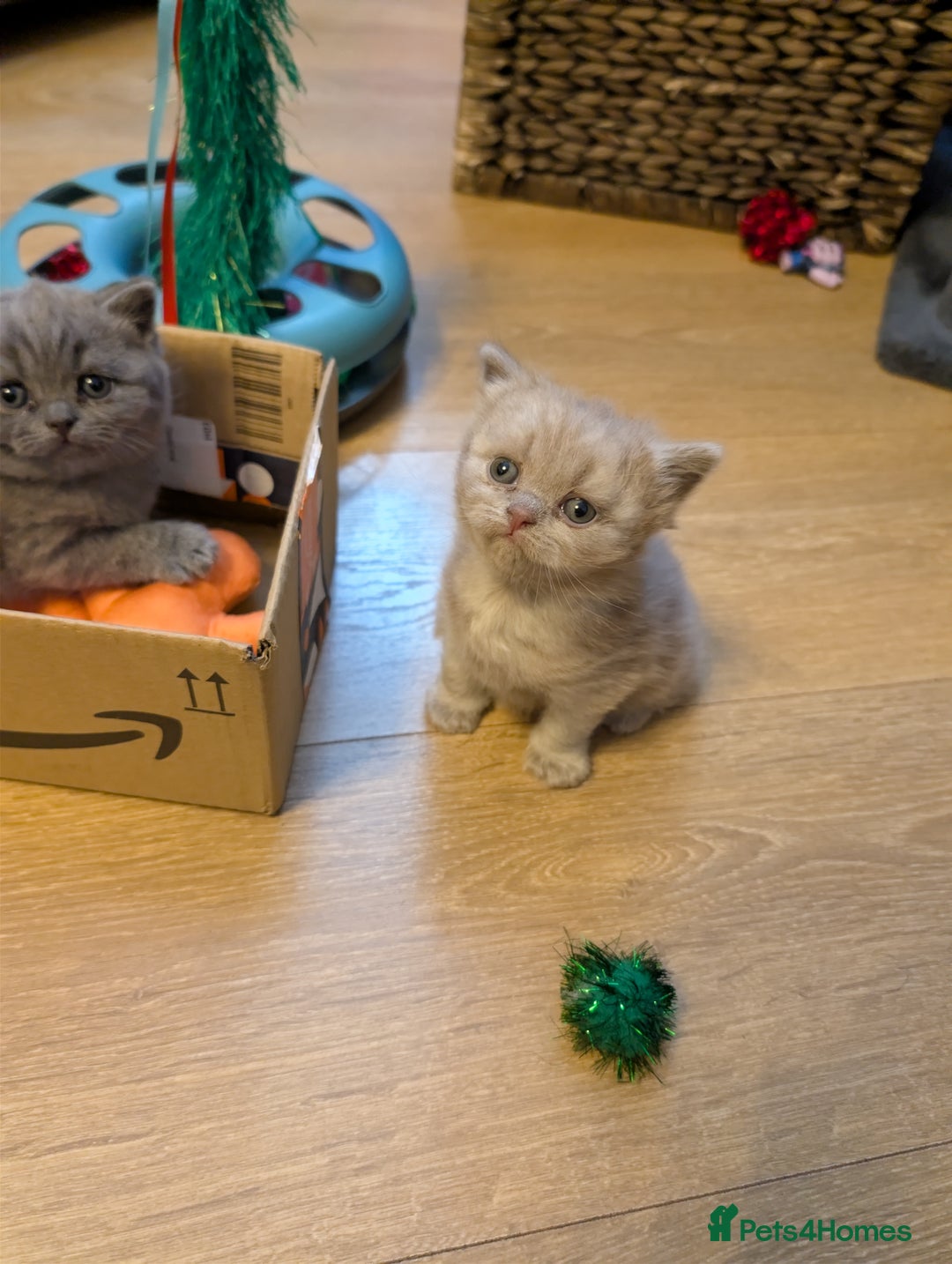 British Shorthair cats for sale: 4 British Short Hair  - Advert 11