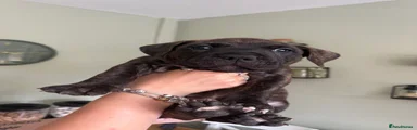 Presa Canario 1