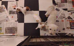 Cavachon dogs for sale: Beautiful cavachon pups - Image 6