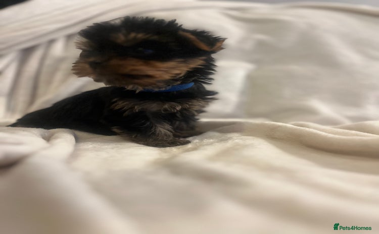 Yorkshire Terrier dogs - Advert 2