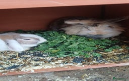 English Lop rabbits for sale: Female rabbits hutches included - Image 1