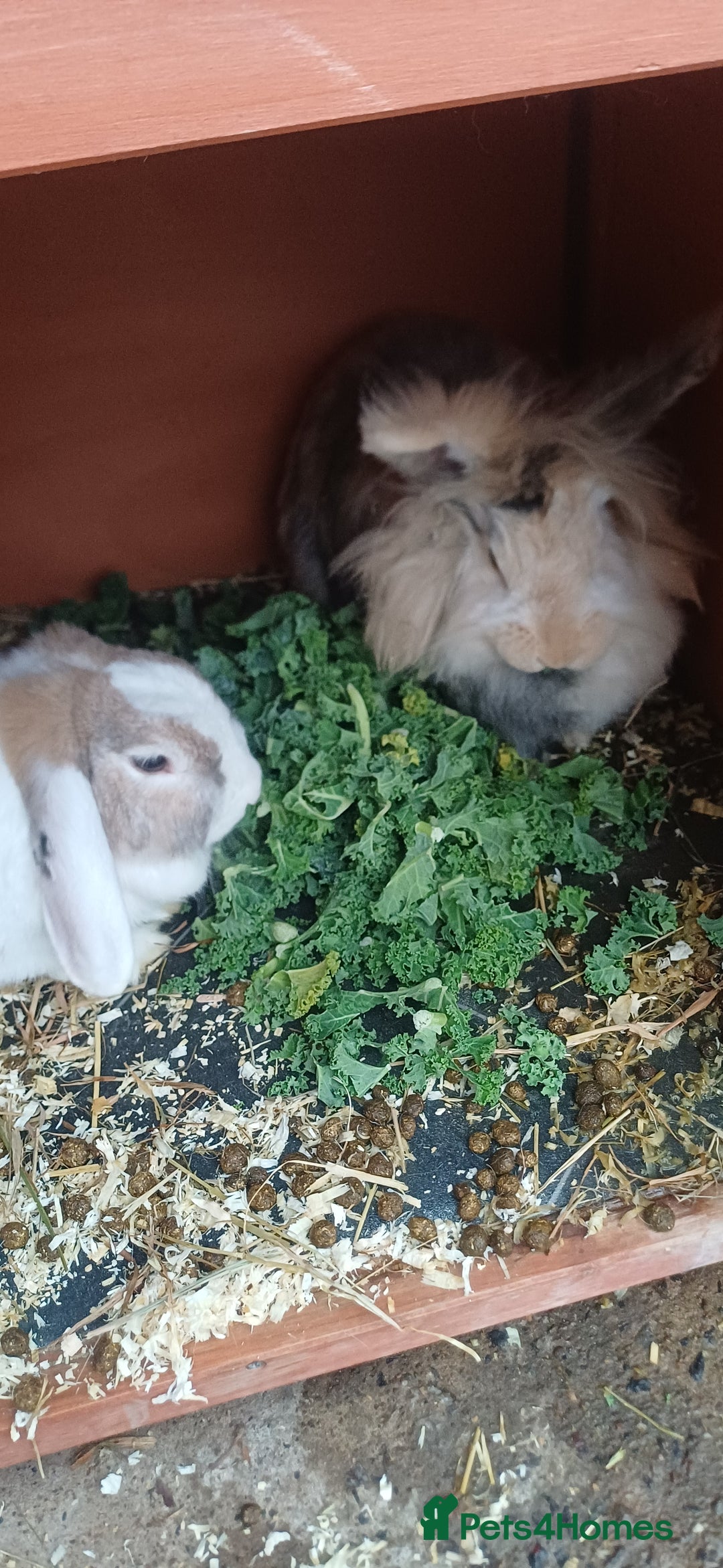 English Lop rabbits for sale: Female rabbits hutches included - Image 1