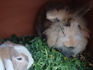 English Lop rabbits Female rabbits hutches included - Advert 2