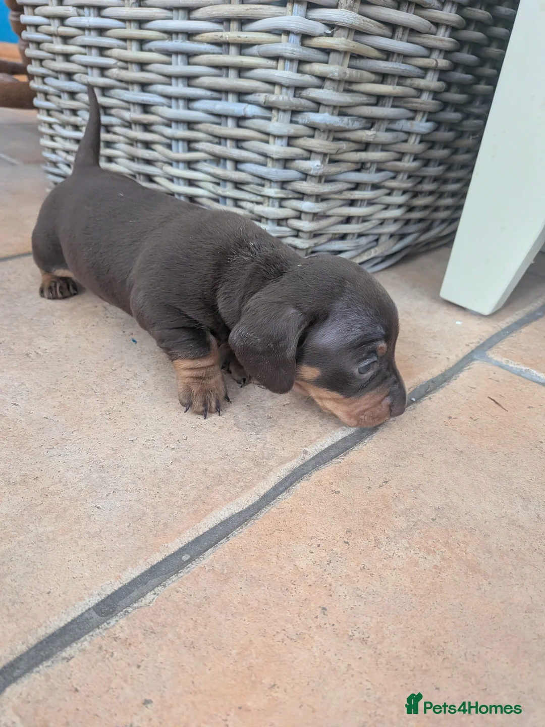 Miniature Dachshund dogs for sale: Miniature dachshund Chocolate and tan girls  in Barrow-in-Furness - Advert 2