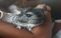 Chinchilla rodents for sale: Female Chinchilla 4yrs with cage & accessories  - Image 2