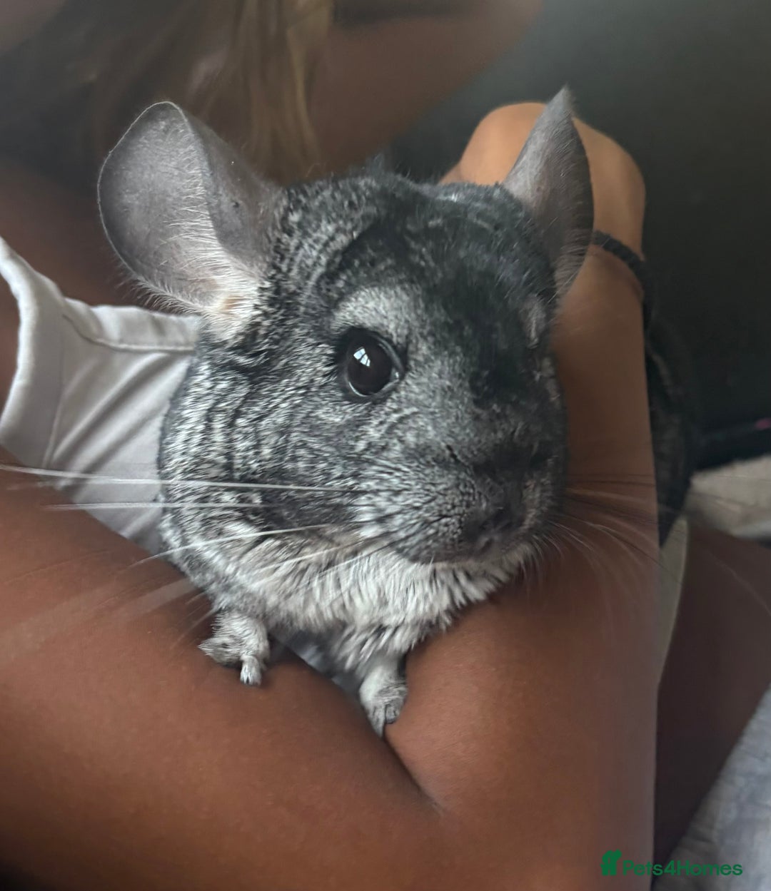 Chinchilla rodents for sale: Female Chinchilla 4yrs with cage & accessories  - Image 2