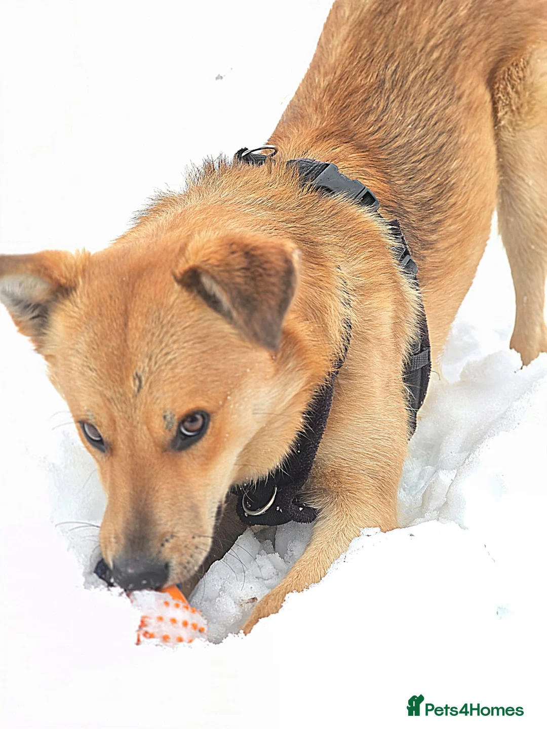 Mixed Breed dogs for adoption: 💙Yanik💙 1,5 yo low medium boy with an open heart - Advert 5