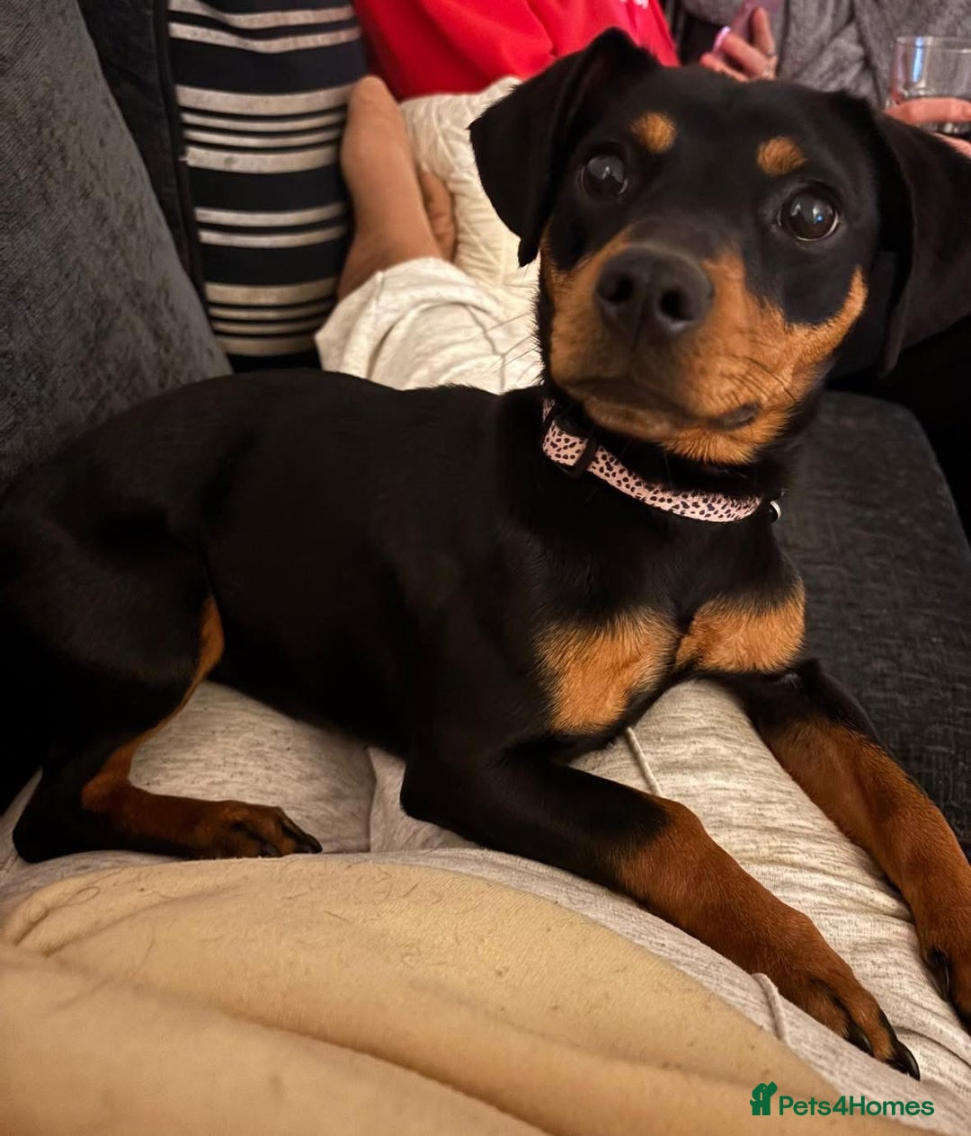 Mixed Breed dogs for sale: Nala 12/01/2024 - Advert 3