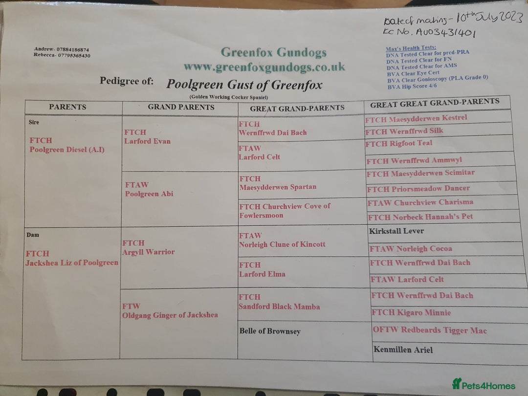 Cocker Spaniel dogs for sale: KC Registered Working Cocker Spaniel  - Advert 5