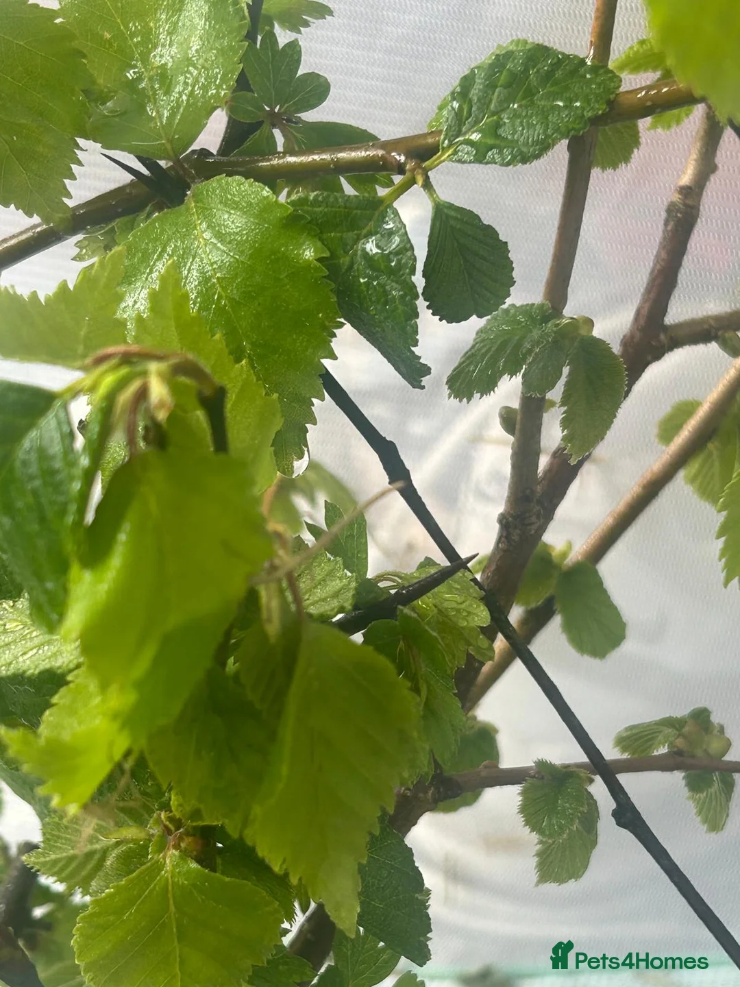 Stick Insects invertebrates for sale: Indian Stick Insects nymph, hatchlings & Eggs - Advert 2