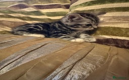 Mixed Breed cats for sale: Stunning fluffy and short haired ready now  - Image 17