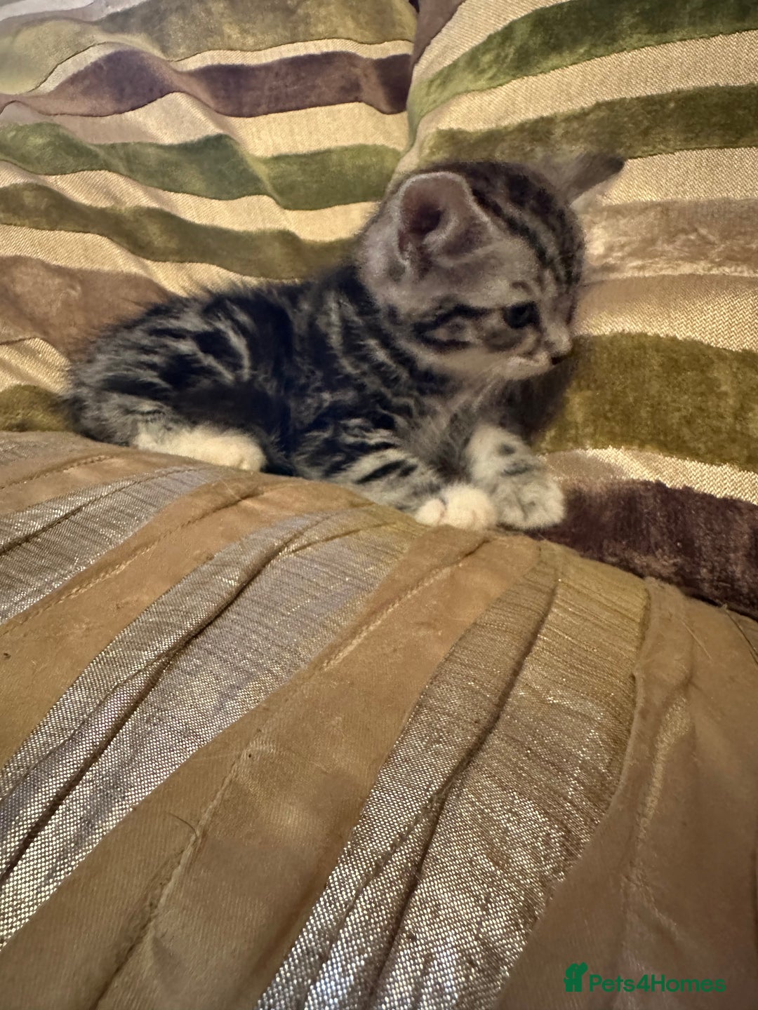 Mixed Breed cats for sale: Stunning fluffy and short haired ready now  - Image 17