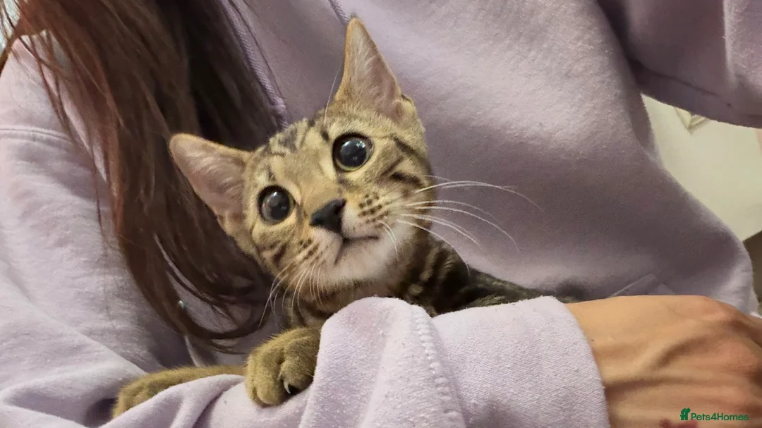 Bengal cats for sale: Adorable bengal kittens - marble bengal   in London - Advert 2
