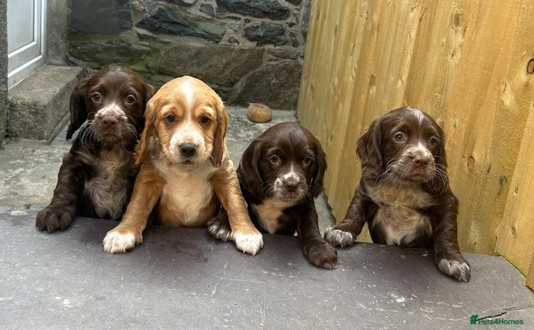 Cocker Spaniel dogs - Advert 7