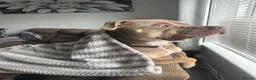 American Bully dogs for sale: Rehome Pablo  - Advert 9