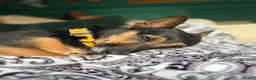 Mixed Breed dogs for sale: Sweetest ball obsessed boy  - Advert 10