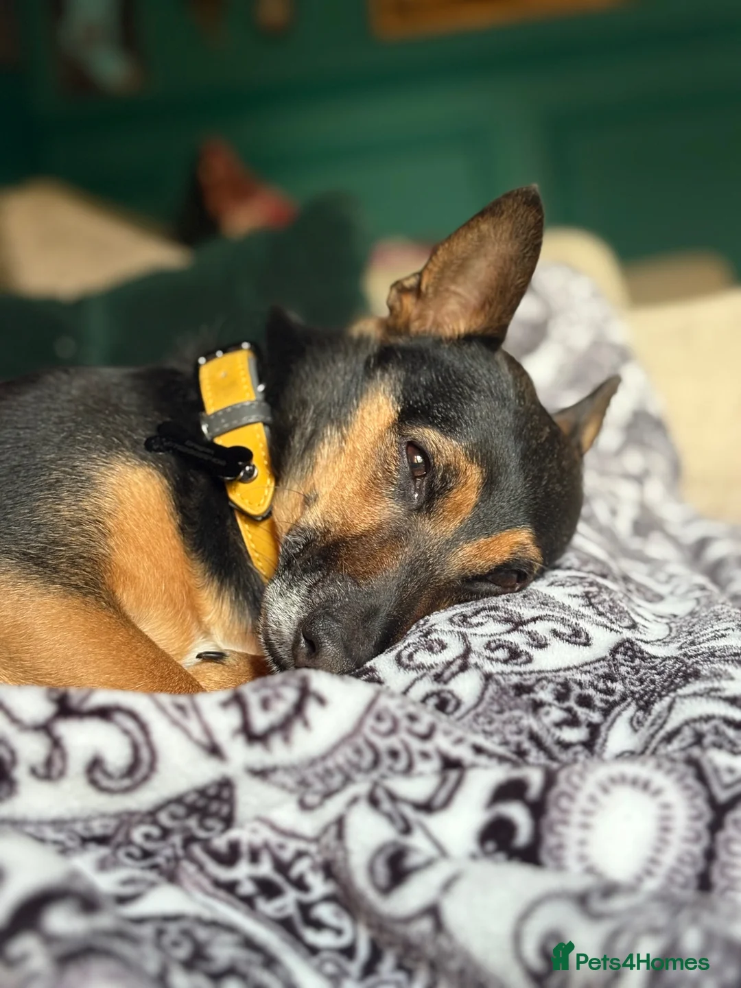 Mixed Breed dogs for sale: Sweetest ball obsessed boy  - Advert 10