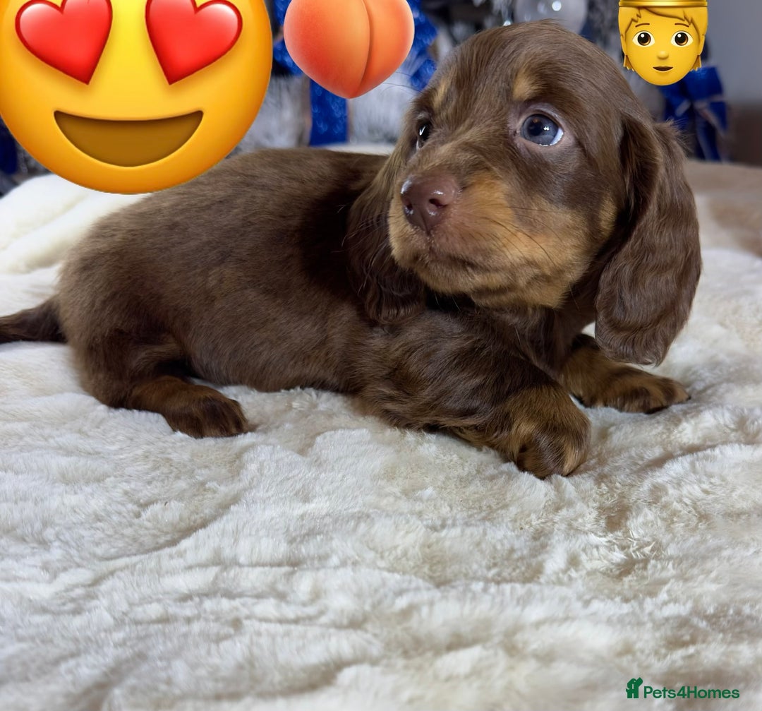 Miniature Dachshund dogs for sale: Dachshund miniature long hair - Advert 11