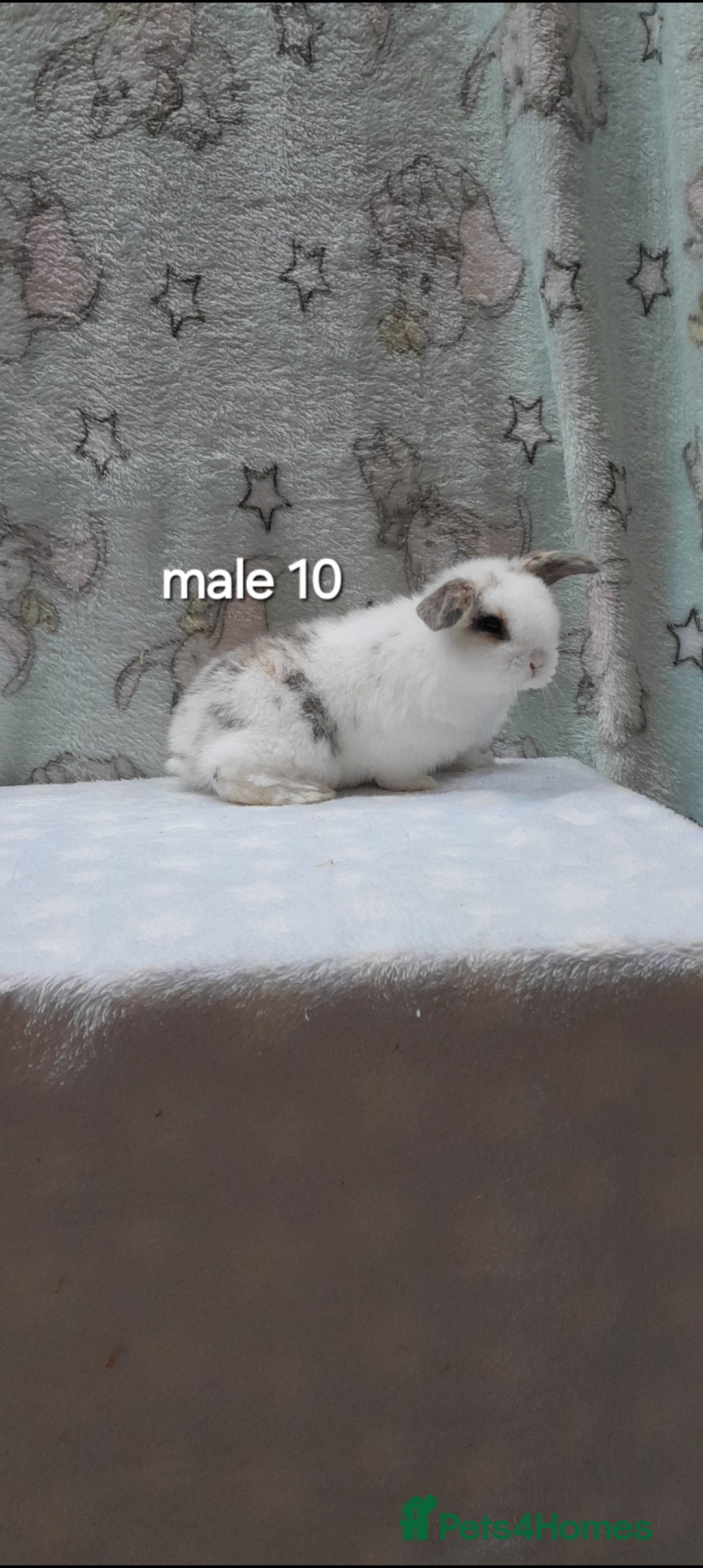 Mini Lop rabbits for sale: Purebred mini lops ready to reserve  - Advert 20
