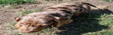 Dachshund 1