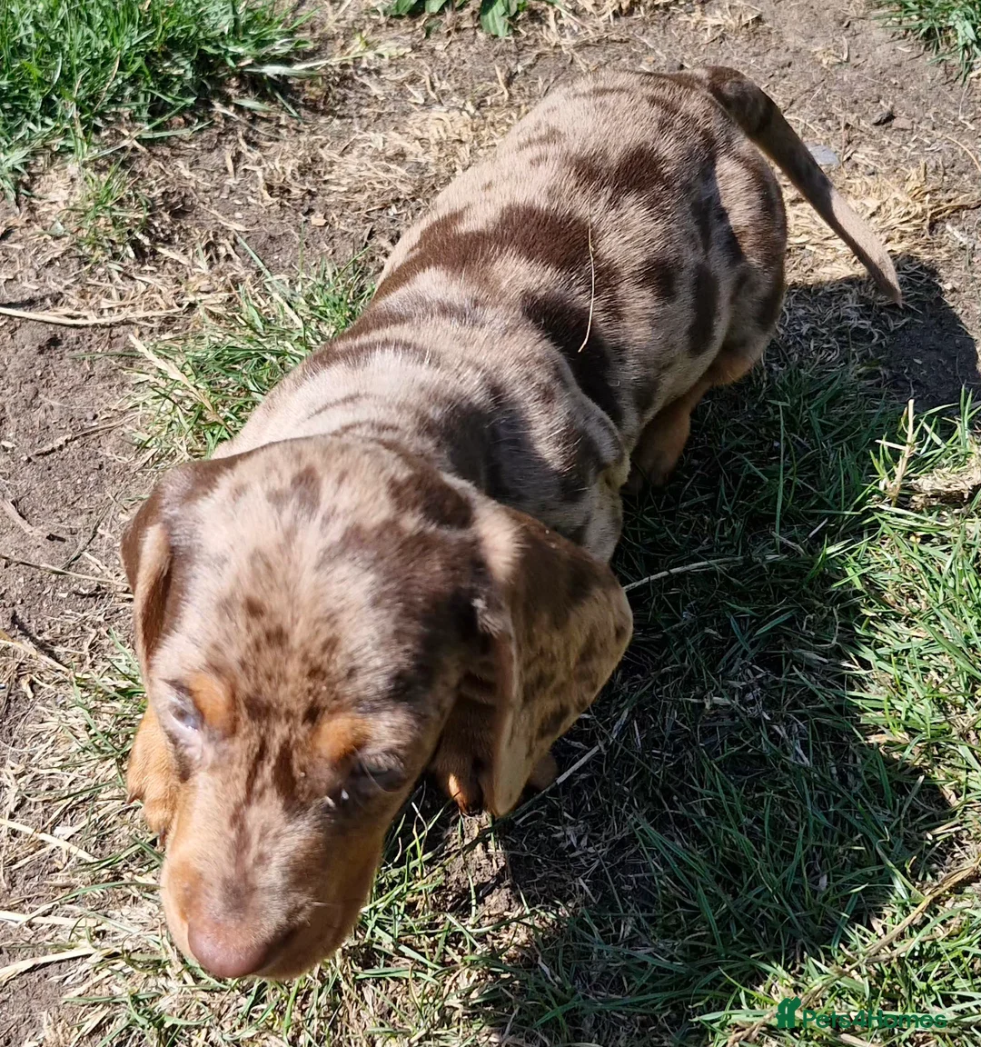 Dachshund dogs for sale: Beautiful Dachshund Puppies  - Advert 9