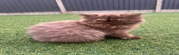 British Longhair cats for sale: Chocolate tortie British long hair kitten - Advert 6