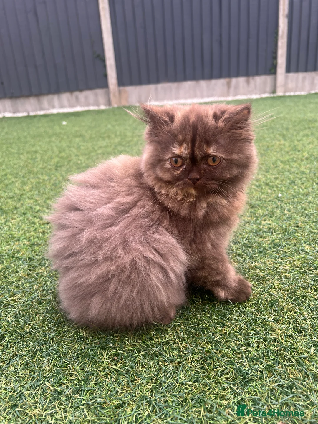 British Longhair cats for sale: Chocolate tortie British long hair kitten - Advert 6