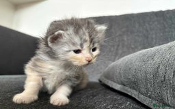 Maine Coon cats for sale: 3/4 maine coon kittens  - Image 17