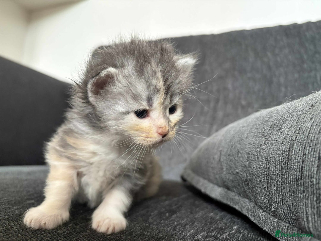 Maine Coon cats for sale: 3/4 maine coon kittens  - Image 17