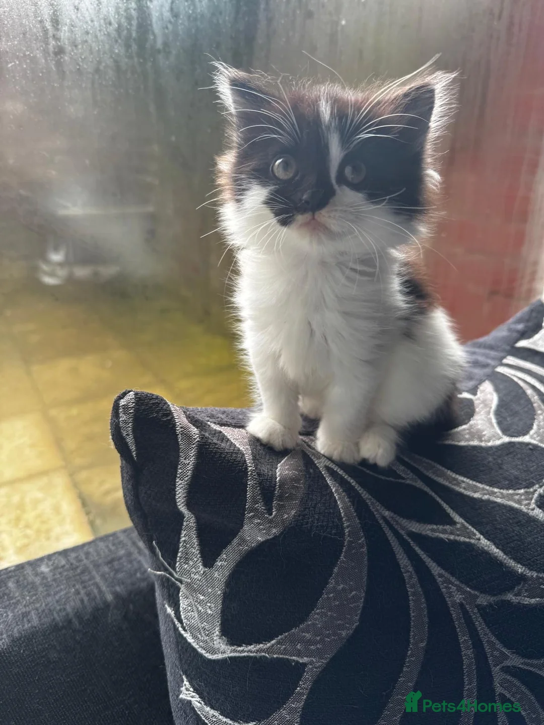 Mixed Breed cats for sale: 2 Fluffy kittens  - Advert 2