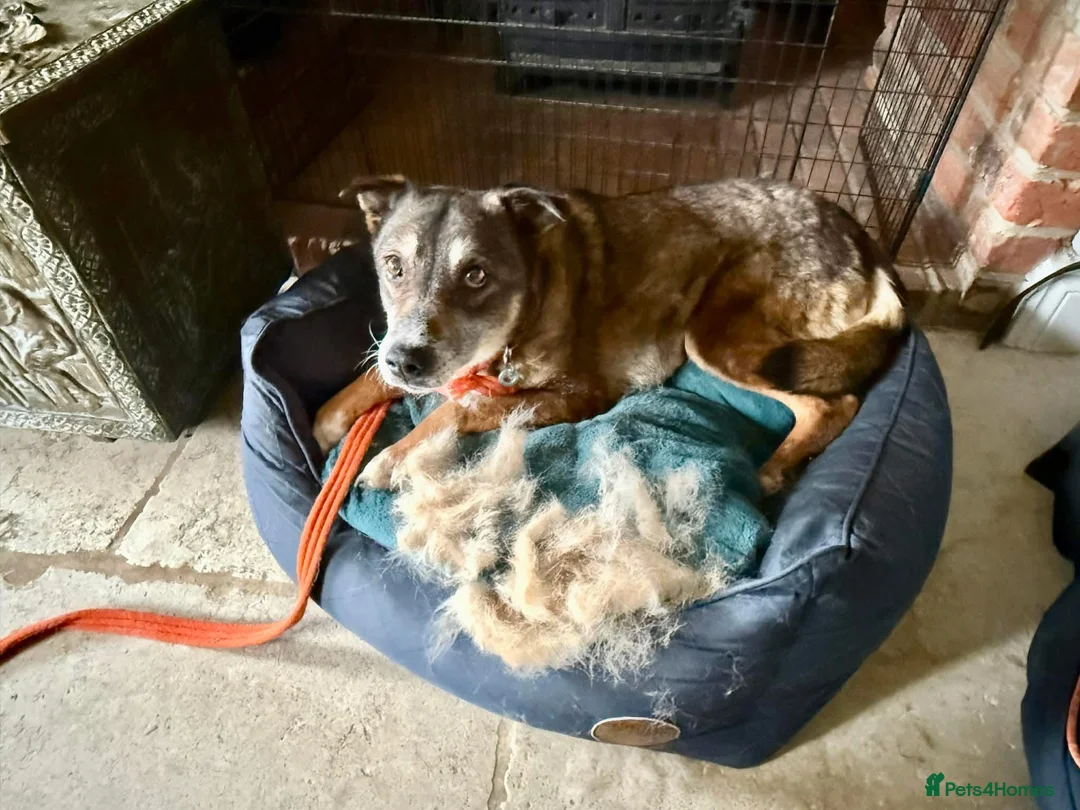 Mixed Breed dogs for adoption: Kathleen - Marleborough Wiltshire  in Marlborough - Advert 10