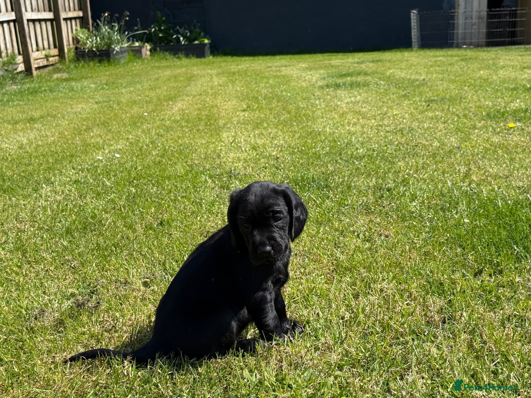 Springador dogs for sale: Spaniel x Labrador puppies  - Advert 25