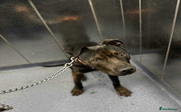 Mixed Breed dogs - Advert 4